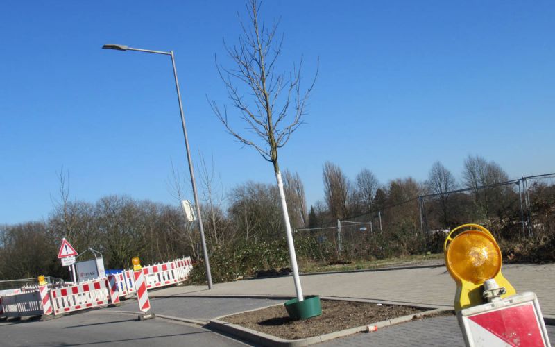 Zwölf neue Ahornbäume an der Feldmark