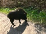 Die überraschende Begegnung mit dem Wildschwein hat Klaus-Dieter Gesk fotografiert. Das Tier wurde später laut Polizei von einem Jäger erschossen. Foto: Klaus-Dieter Gesk