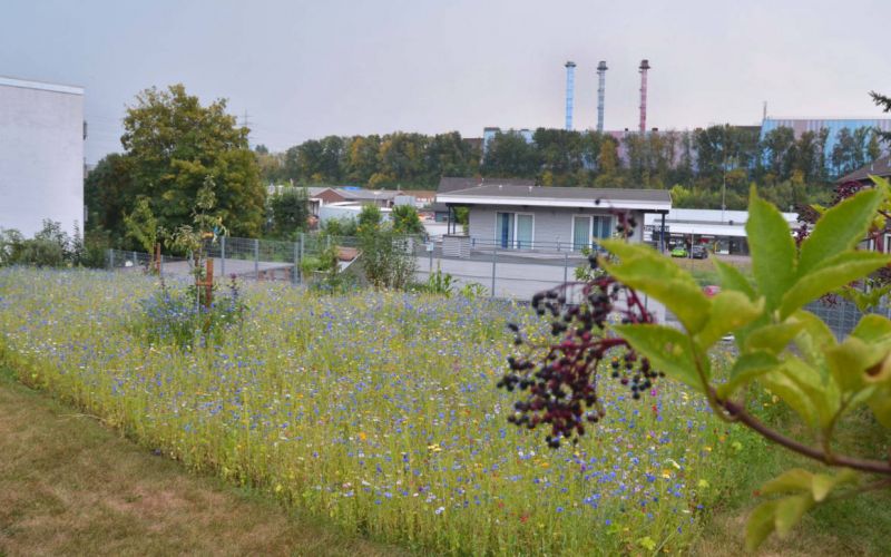 Soziale Stadt: Verfügungsfonds Wattenscheid bringt die Stadterneuerung voran