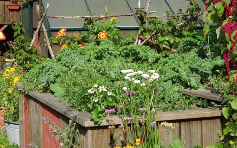 Schrebergartenkult: „Friedlicher Nachbar“ in Gerthe