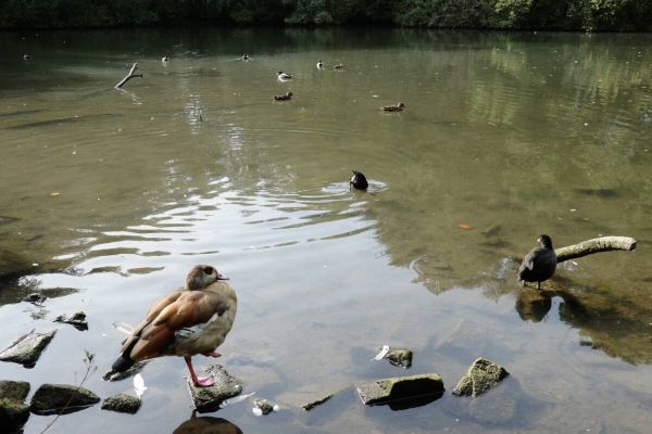 Teich im Volkspark Hiltrop wird ausgebaggert