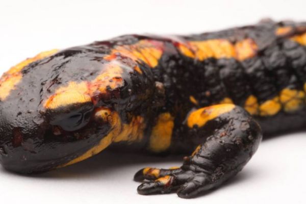 Feuersalamander