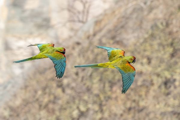 Der Gelbbrustara ist Zootier des Jahres 2023