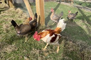 Seit kurzem züchtet Thorsten Buderus auch Englische Zwergkämpfer.