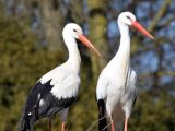 Die vier am 1. Maiwochenende geschlüpften Küken des Weißstorchpaars im Storcherlebnispark Wattenscheid haben es leider nicht geschafft. Foto: Tierpark Bochum