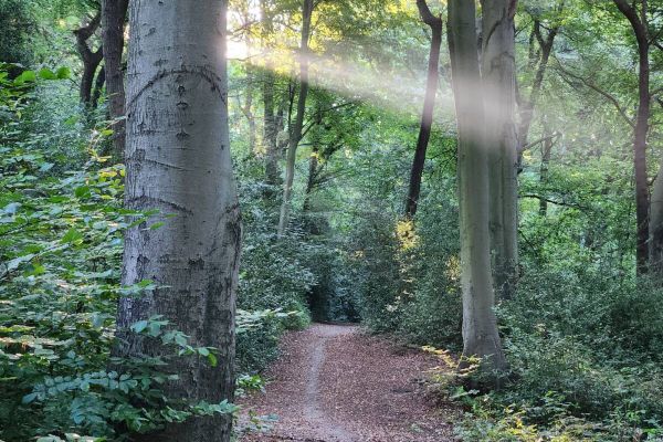 So stimmungsvoll, ruhig und schön ist es im Gysenberg. Das Landschaftsschutzgebiet besitzt eine große Pflanzen- und Tiervielfalt. Fotos: Carsten Krinke