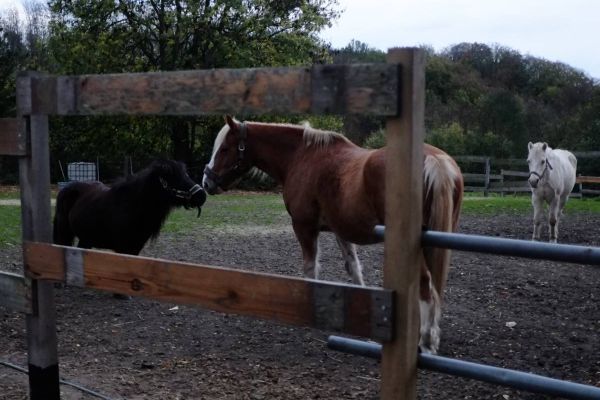 Ein Besuch beim Mensch-Tier-Begegnungshof
