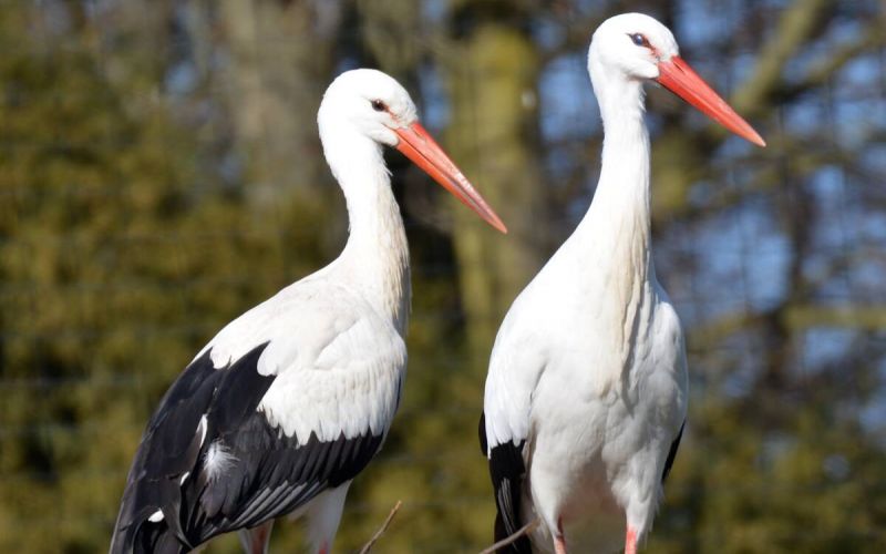 Die vier am 1. Maiwochenende geschlüpften Küken des Weißstorchpaars im Storcherlebnispark Wattenscheid haben es leider nicht geschafft. Foto: Tierpark Bochum