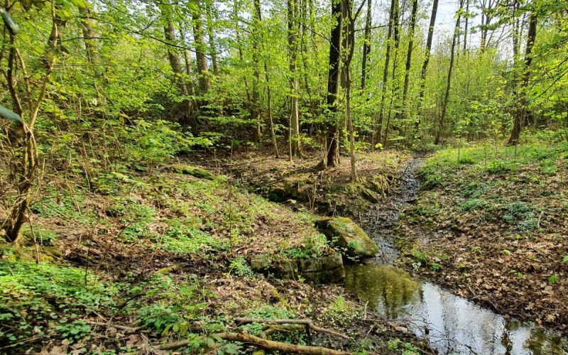 IG Grumme: Initiative will Naherholungsgebiet ökologisch aufwerten und schützen